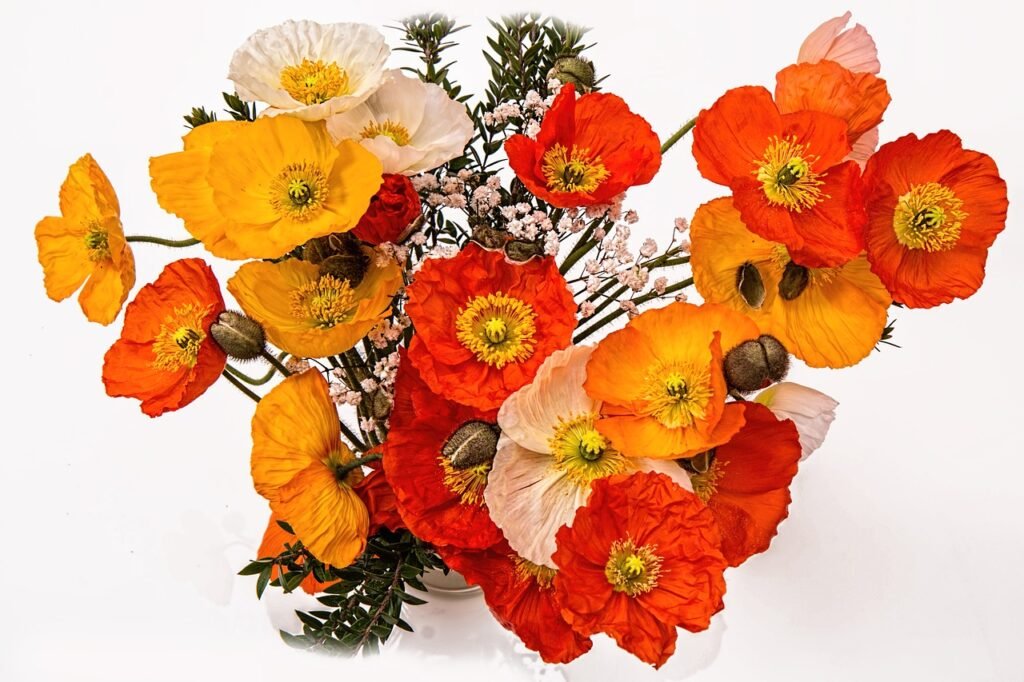 cheerful poppies