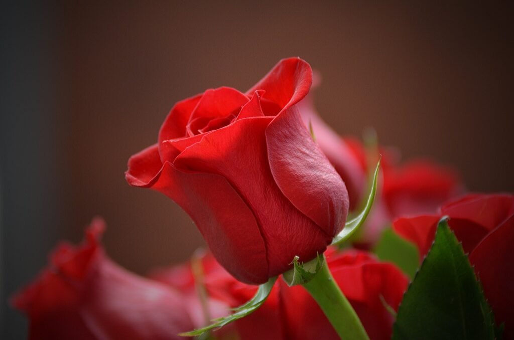 red rose